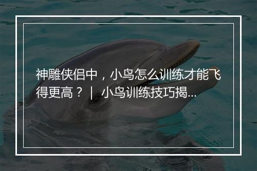 神雕侠侣中，小鸟怎么训练才能飞得更高？｜ 小鸟训练技巧揭秘！