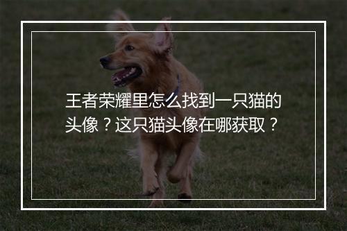 王者荣耀里怎么找到一只猫的头像?这只猫头像在哪获取?