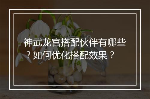 神武龙宫搭配伙伴有哪些？如何优化搭配效果？